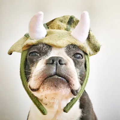 Boston Terrier Life ๐ผ ๐พ profile