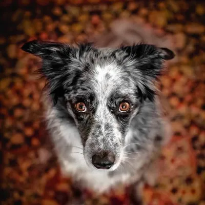 Adventure Dog Ivy profile