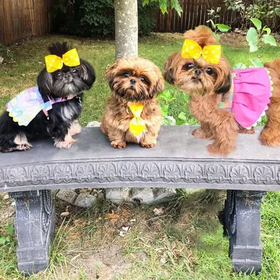 Izzy, Ivy & Ivan - Shih Tzus profile