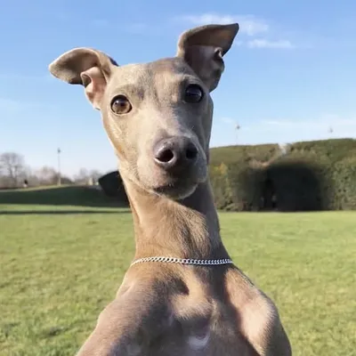 Izzy the Italian Greyhound profile