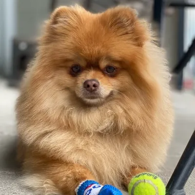 Jacintito y Theodoro profile