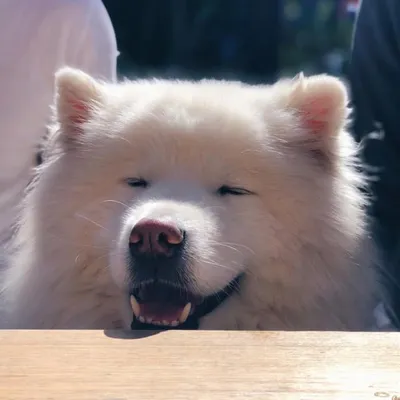 Jack the Samoyed profile