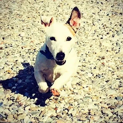 JackRussells of Instagram profile