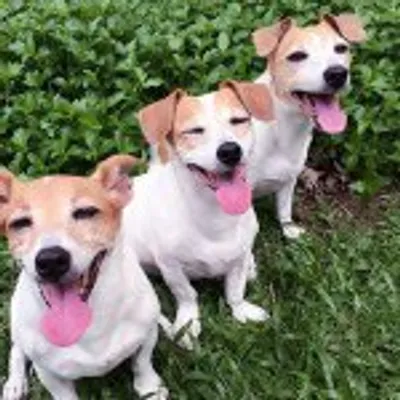 Jackrussellsofig@gmail.com profile