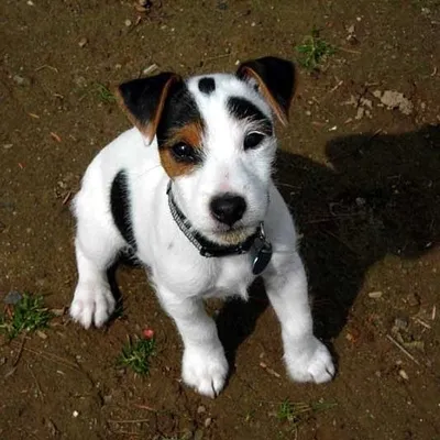 Jack Russell Style profile
