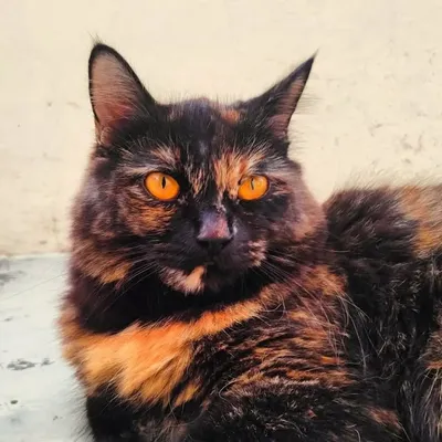 Cat_world🌍 profile