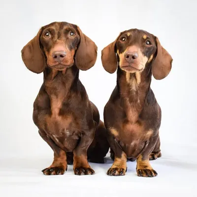 Jacob & Bruno ๐ญ๐ถ profile