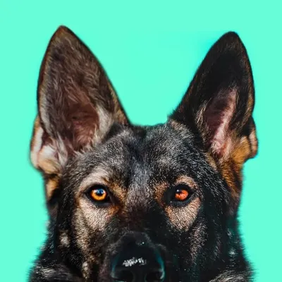 JADE THE SABLE GSD profile