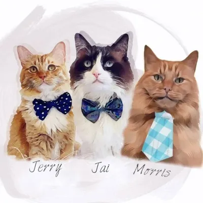 Jai Jerry Morris profile