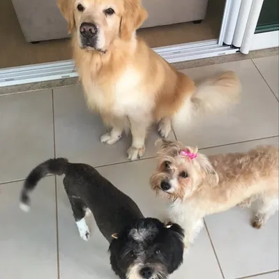 Jake, Jolie e Charlotte profile