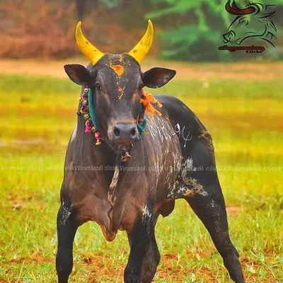 🙏மஞ்சுவிரட்டு காப்போம்💪 profile