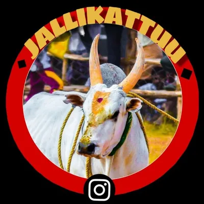 jallikattu 26k profile