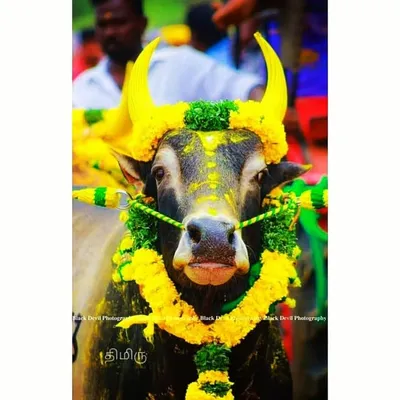 🍂ஜல்லிக்கட்டு எங்கள் உயிர்✨ profile