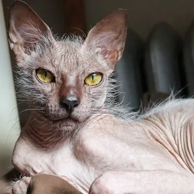 James the Lykoi profile
