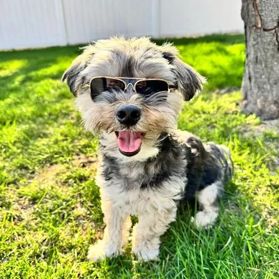 Jameson The Morkie profile