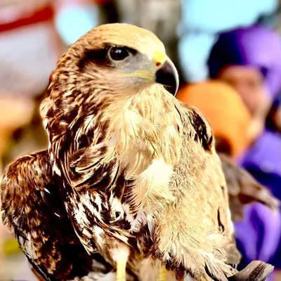 🦅jannu_ji🦅 profile