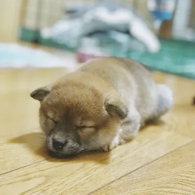 豆柴犬ぺそ profile