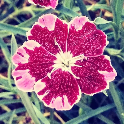 Bonheurs du jardin ๐ผ๐๐ฎ profile