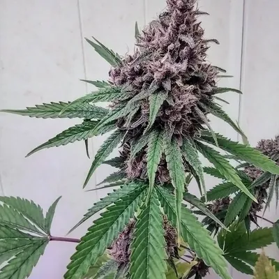 RazzSpew10 profile