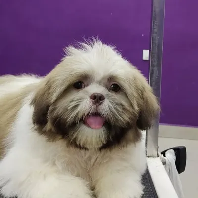 Jash The Shihtzu profile