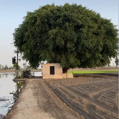 Kulvinder Kaur profile