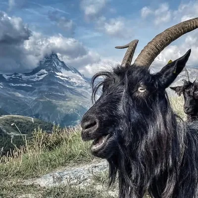 Zermatt Matterhorn ๐จ๐ญ๐ธ profile