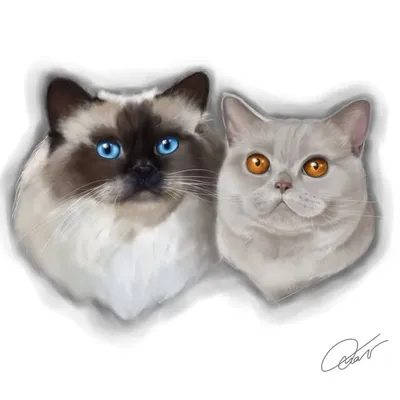 ♥ BIRMAN & BRITISH SHORTHAIR ♥ profile