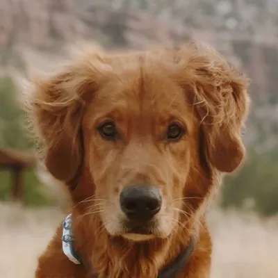 Jax🐾The Pack•Golden Retriever profile