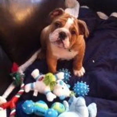 Jaxson, The Bulldog ๐จ๐ฆ profile