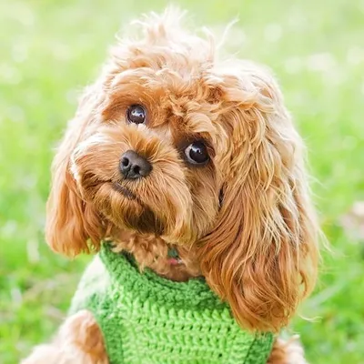 Princess Jazz the Cavoodle profile