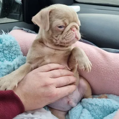 Jellybean the pug profile