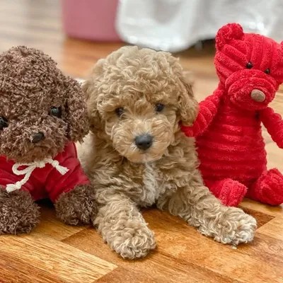 Jelly 贵宾狗🐩 profile