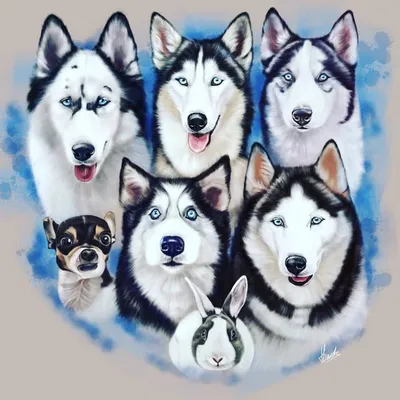 Husky Family profile