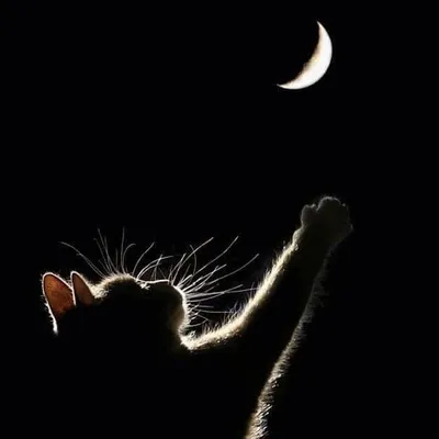 ✨Privé - Accepte 0 demande 🌙 profile