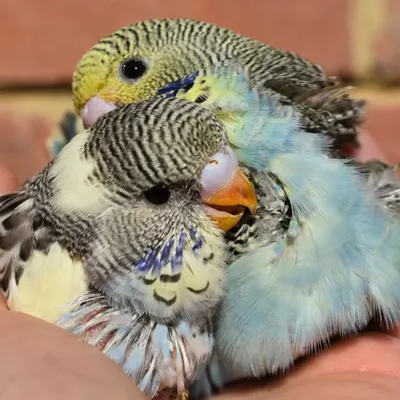 Jessica's Birds profile