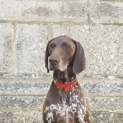 Jessie de la vallée des dunes profile