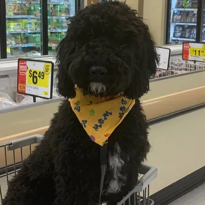 Jett the Mini-Goldendoodle🖤 profile