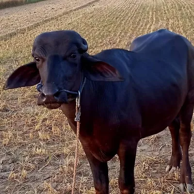 Jhota race ❤️ profile