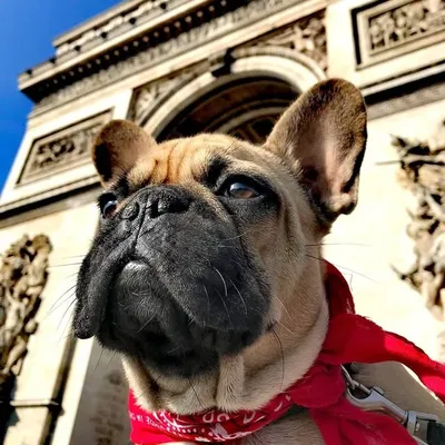 Jiggy the frenchie profile