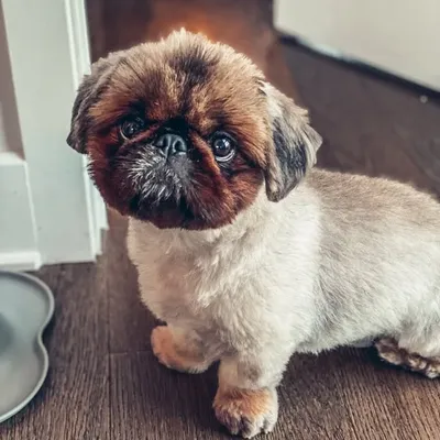 J I M B O🐾 profile