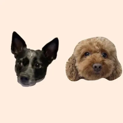 쪼콩이네 🐶 profile