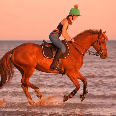 Jess | equine influencer ๐ด๐ profile