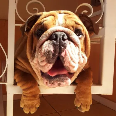 jmarcoz French Bulldogs profile