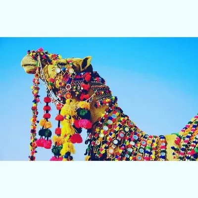 JodhpurClicks 🐫🐪 profile