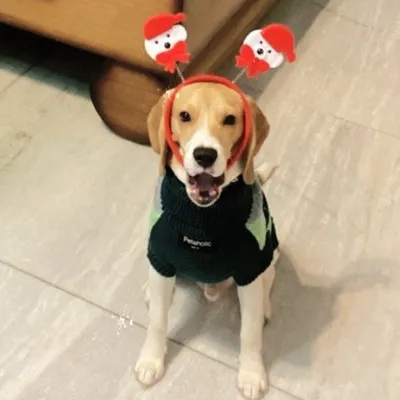 Joey - The Beagle ๐พ๐ถ profile