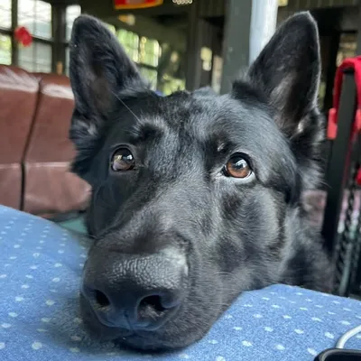 Zella Luna profile