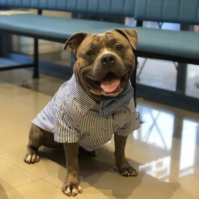 Jordan The Bully profile