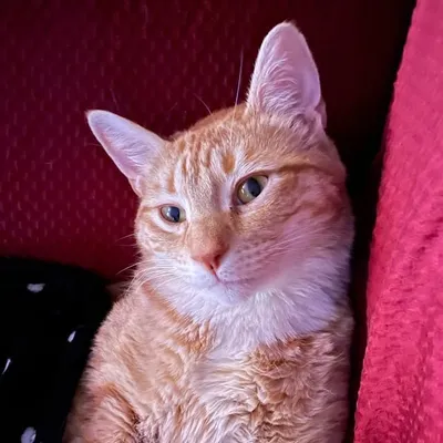 Jorts the Cat profile
