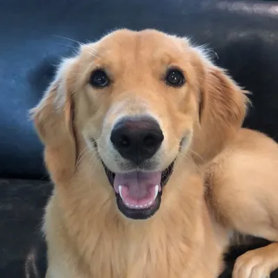 jojo the golden🌞💕 profile