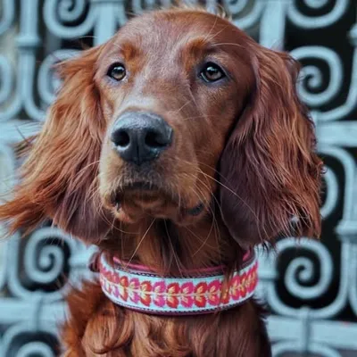 Joy the bavarian Setter profile